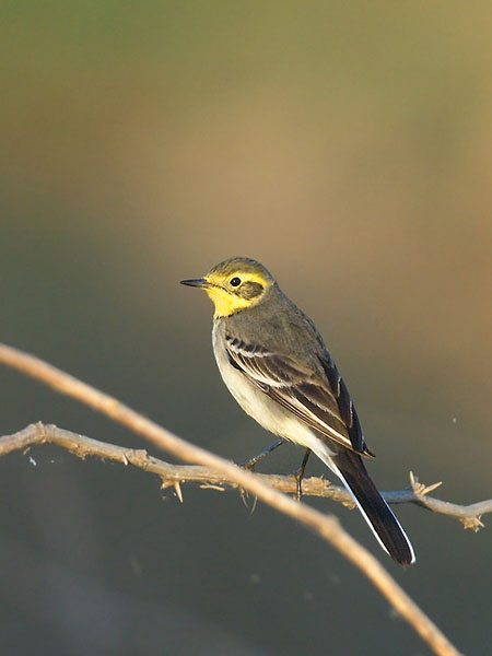 Sitruunavästäräkki, Citrine Wagtail, Motacilla citreola