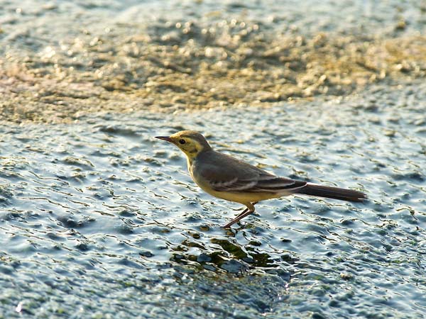 Sitruunavästäräkki, Citrine Wagtail, Motacilla citreola