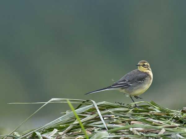 Sitruunavästäräkki, Citrine Wagtail, Motacilla citreola