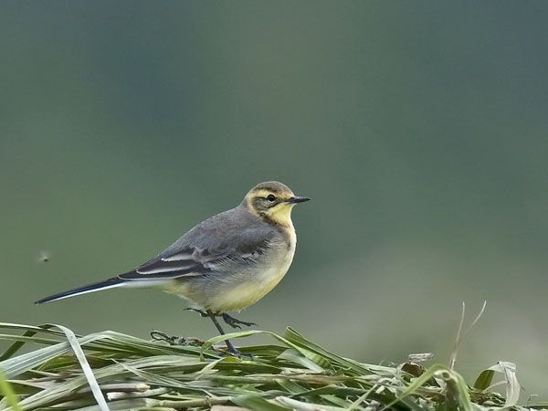 Sitruunavästäräkki, Citrine Wagtail, Motacilla citreola