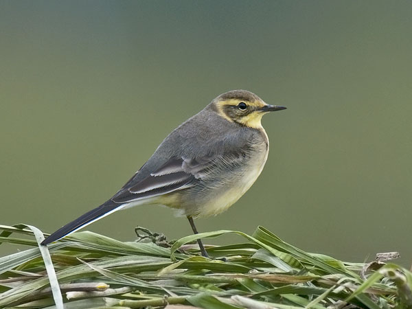 Sitruunavästäräkki, Citrine Wagtail, Motacilla citreola
