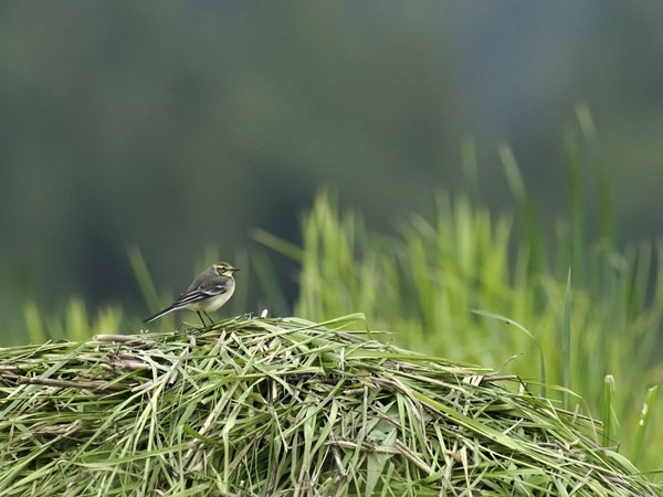 Sitruunavästäräkki, Citrine Wagtail, Motacilla citreola