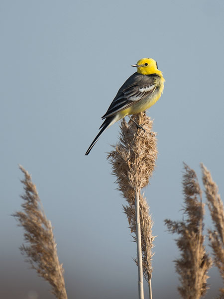 Sitruunavästäräkki, Citrine Wagtail, Motacilla citreola