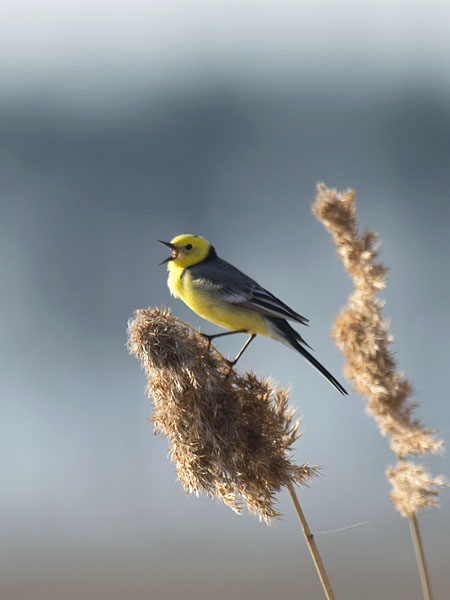 Sitruunavästäräkki, Citrine Wagtail, Motacilla citreola