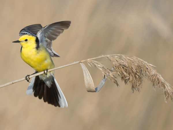 Sitruunavästäräkki, Citrine Wagtail, Motacilla citreola