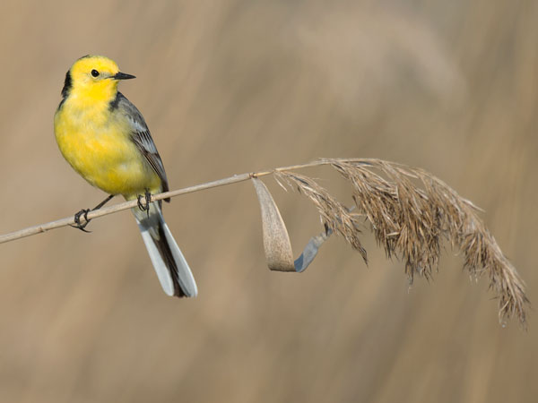 Sitruunavästäräkki, Citrine Wagtail, Motacilla citreola