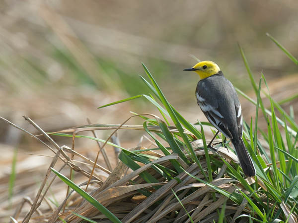 Sitruunavästäräkki, Citrine Wagtail, Motacilla citreola