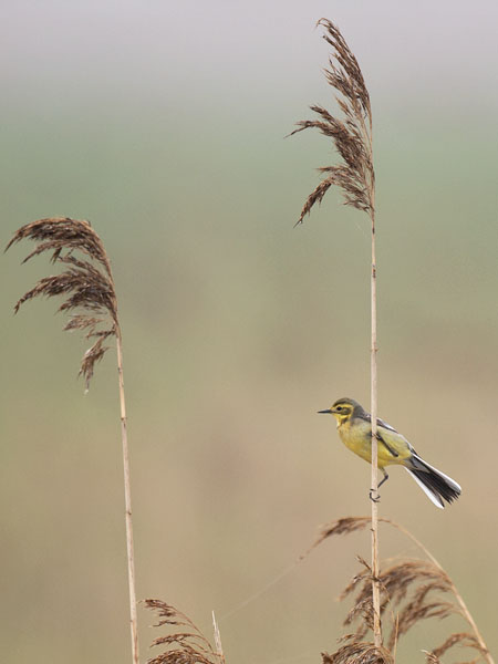 Sitruunavästäräkki, Citrine Wagtail, Motacilla citreola