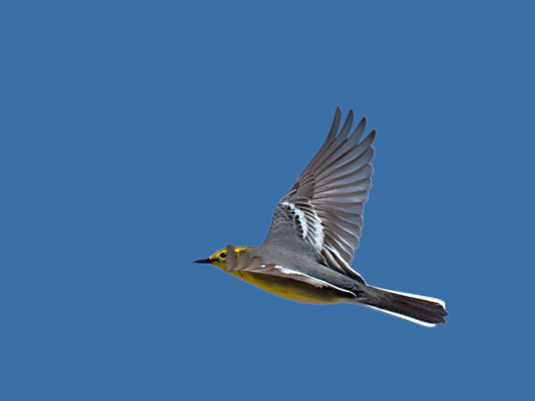 Sitruunavästäräkki, Citrine Wagtail, Motacilla citreola