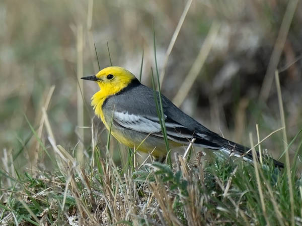 Sitruunavästäräkki, Citrine Wagtail, Motacilla citreola
