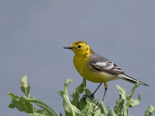 Sitruunavästäräkki, Citrine Wagtail, Motacilla citreola