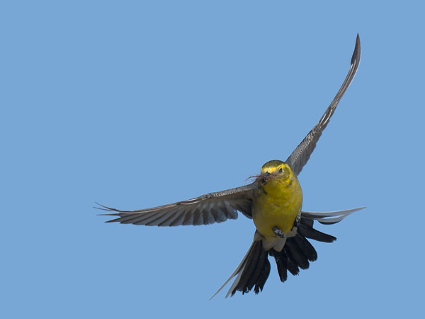 Sitruunavästäräkki, Citrine Wagtail, Motacilla citreola