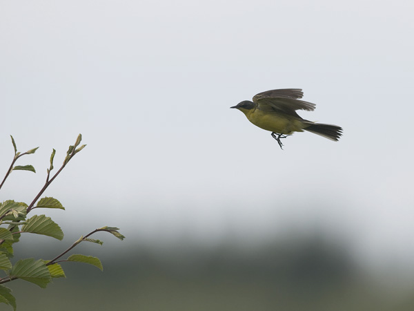 Keltavästäräkki, Yellow Wagtail, Motacilla flava