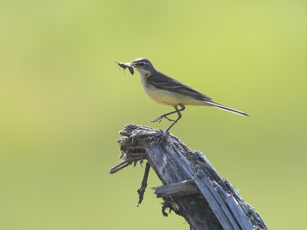 Keltavästäräkki, Yellow Wagtail, Motacilla flava