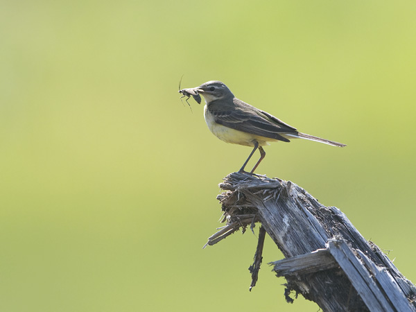 Keltavästäräkki, Yellow Wagtail, Motacilla flava