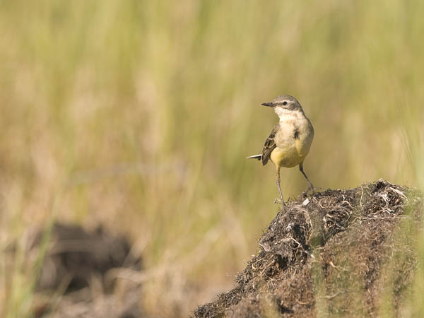 Keltavästäräkki, Yellow Wagtail, Motacilla flava