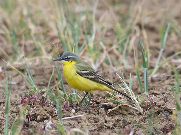 Keltavästäräkki, Yellow Wagtail, Motacilla flava