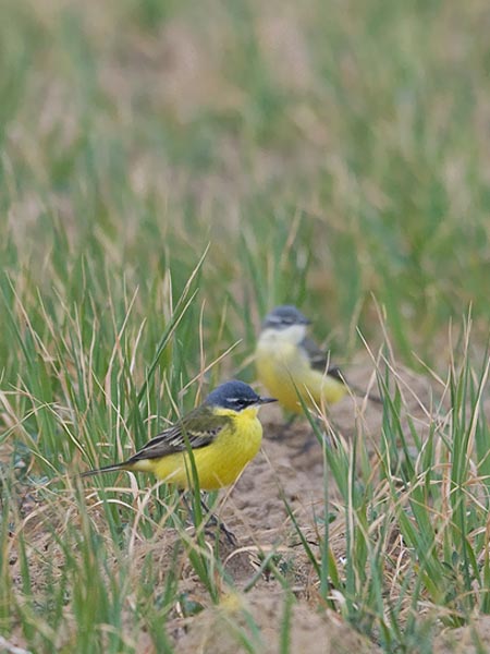 Keltavästäräkki, Yellow Wagtail, Motacilla flava