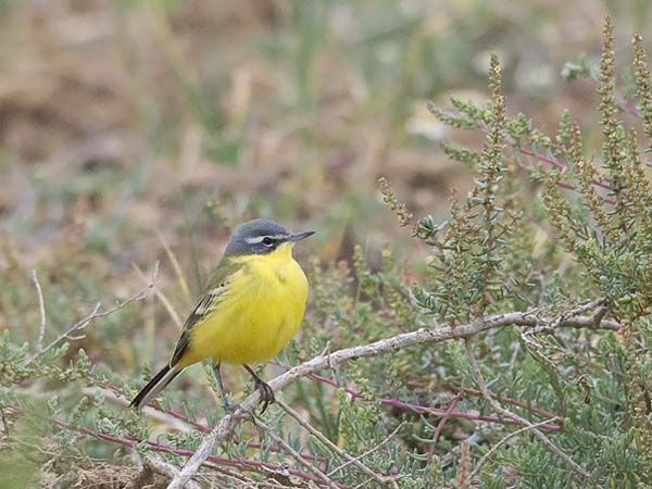 Keltavästäräkki, Yellow Wagtail, Motacilla flava