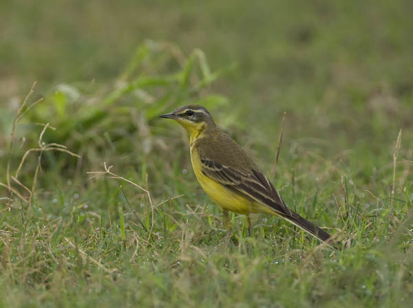 Keltavästäräkki, Yellow Wagtail, Motacilla flava