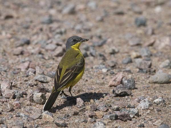 Keltavästäräkki, Yellow Wagtail, Motacilla flava
