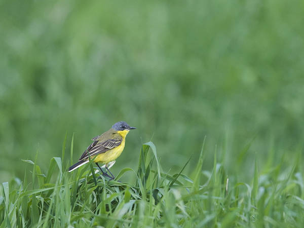 Keltavästäräkki, Yellow Wagtail, Motacilla flava