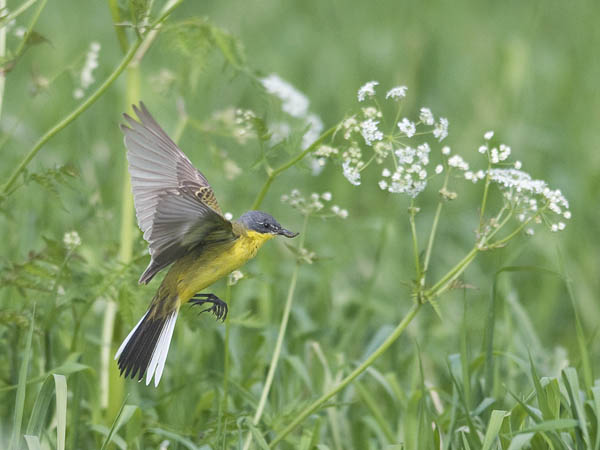 Keltavästäräkki, Yellow Wagtail, Motacilla flava