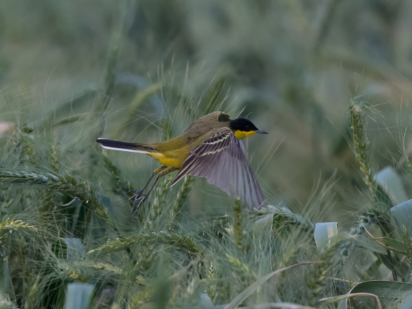 Keltavästäräkki, Yellow Wagtail, Motacilla flava