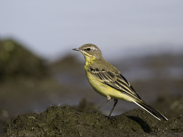 Keltavästäräkki, Yellow Wagtail, Motacilla flava