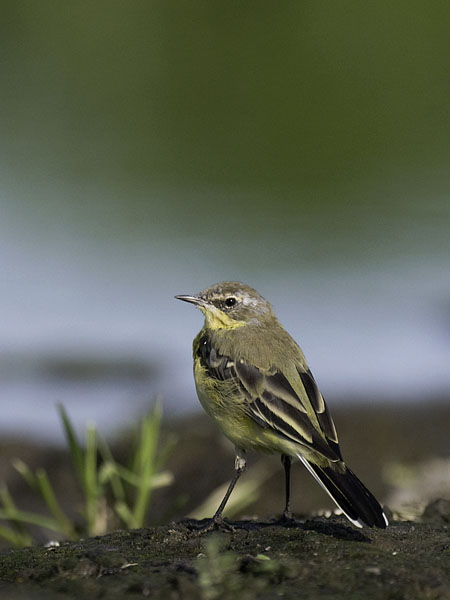 Keltavästäräkki, Yellow Wagtail, Motacilla flava