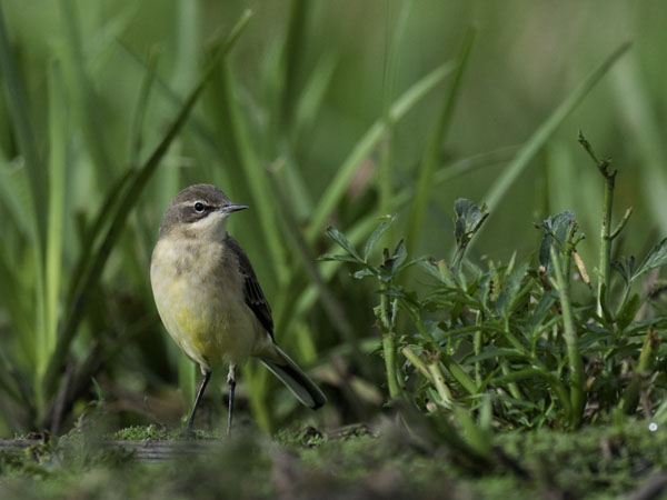 Keltavästäräkki, Yellow Wagtail, Motacilla flava