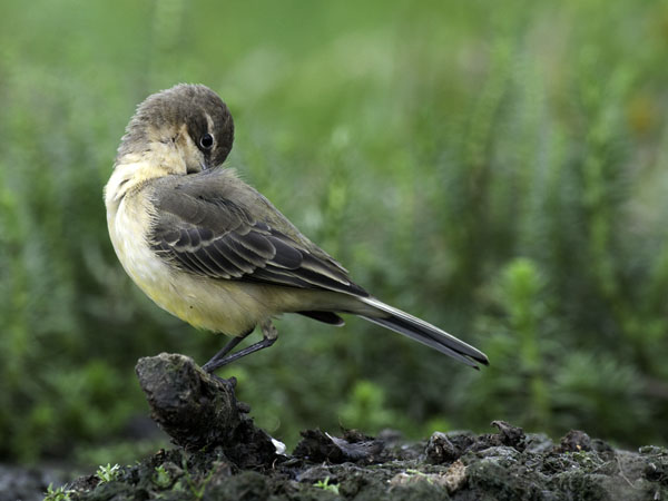 Keltavästäräkki, Yellow Wagtail, Motacilla flava