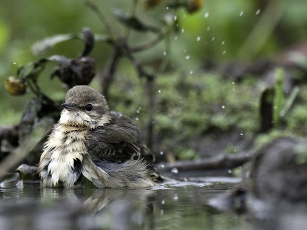 Keltavästäräkki, Yellow Wagtail, Motacilla flava