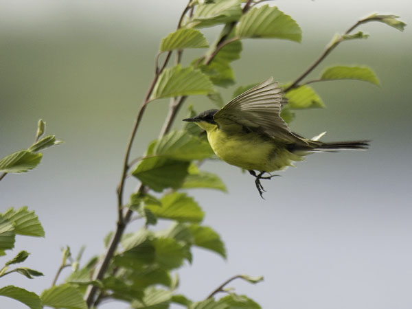 Keltavästäräkki, Yellow Wagtail, Motacilla flava