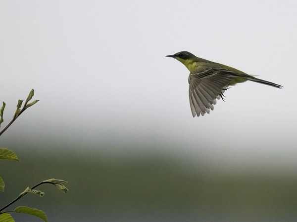Keltavästäräkki, Yellow Wagtail, Motacilla flava