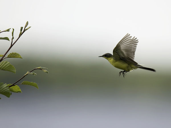 Keltavästäräkki, Yellow Wagtail, Motacilla flava