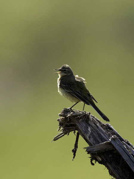 Keltavästäräkki, Yellow Wagtail, Motacilla flava