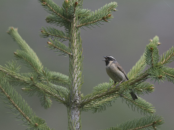 Mustakurkkurautiainen, Black-throated Accentor, Prunella atrogularis