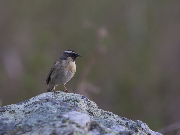Mustakurkkurautiainen, Black-throated Accentor, Prunella atrogularis