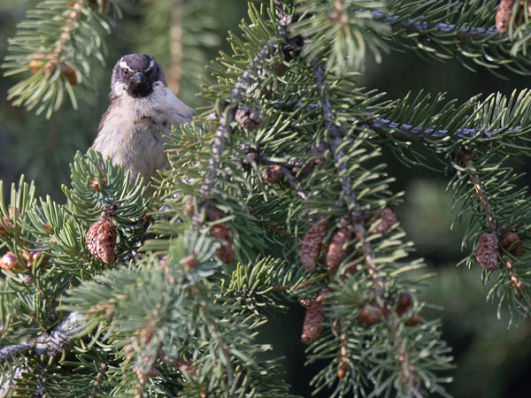 Mustakurkkurautiainen, Black-throated Accentor, Prunella atrogularis