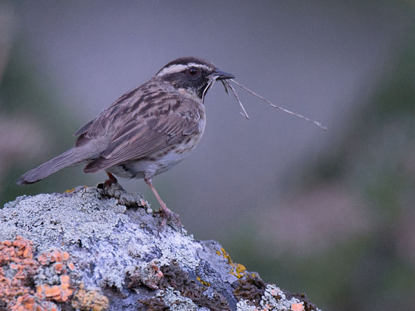 Mustakurkkurautiainen, Black-throated Accentor, Prunella atrogularis