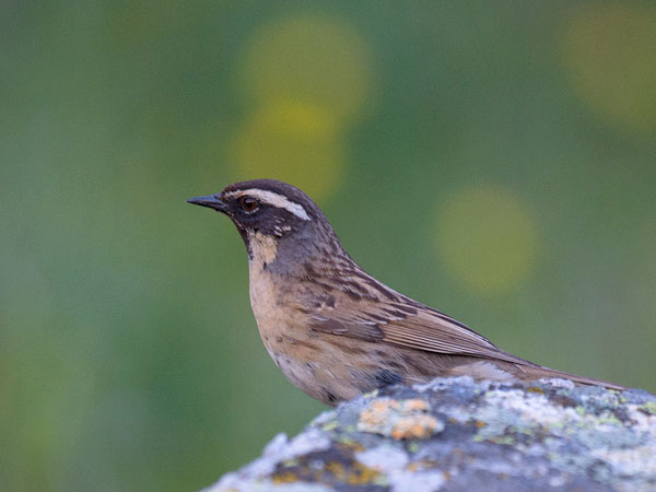 Mustakurkkurautiainen, Black-throated Accentor, Prunella atrogularis