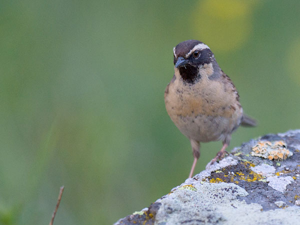 Mustakurkkurautiainen, Black-throated Accentor, Prunella atrogularis