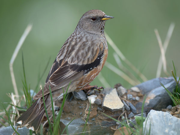 Alppirautiainen, Alpine Accentor, Prunella collaris