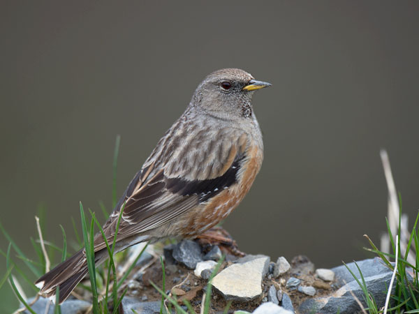 Alppirautiainen, Alpine Accentor, Prunella collaris