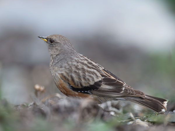 Alppirautiainen, Alpine Accentor, Prunella collaris