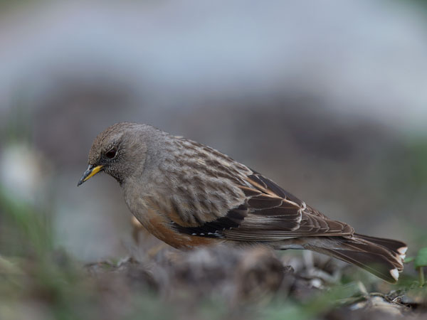 Alppirautiainen, Alpine Accentor, Prunella collaris