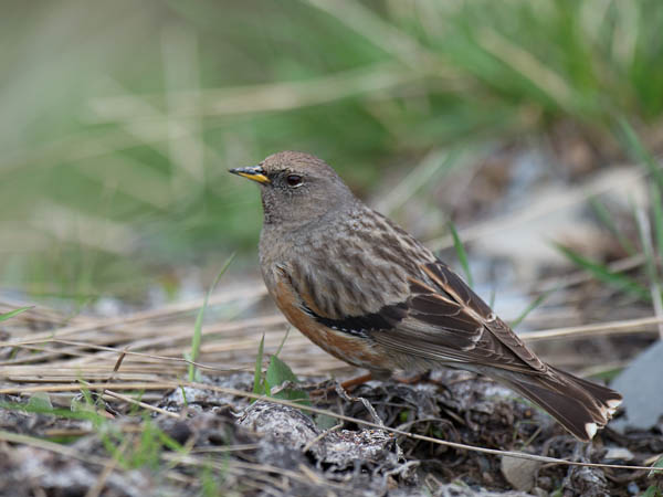 Alppirautiainen, Alpine Accentor, Prunella collaris