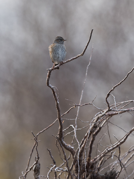 Rautiainen, Dunnock, Prunella modularis