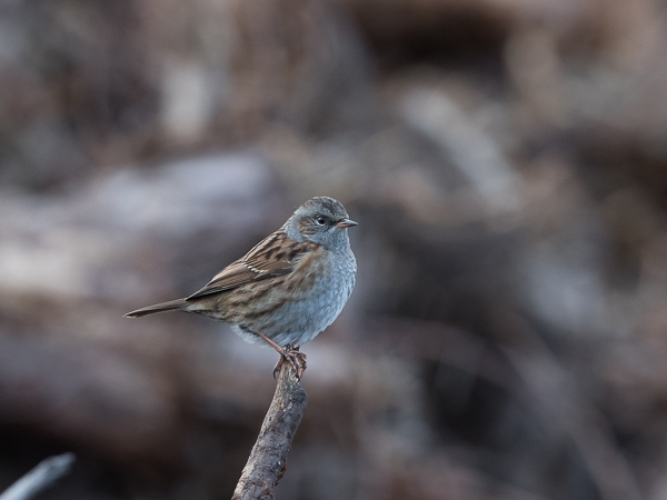 Rautiainen, Dunnock, Prunella modularis